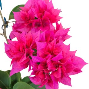 Bougainvillea Klong Fire 140mm