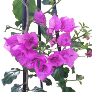 Bougainvillea Royal Purple 140mm
