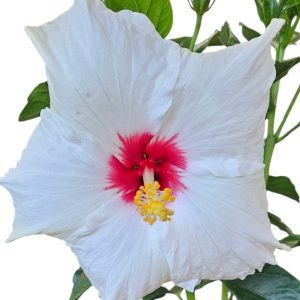 Hibiscus Rio Clara Jam Drop 180mm