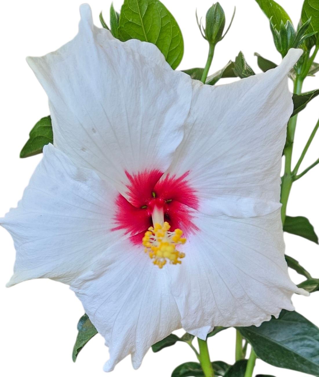 Hibiscus Rio Clara Jam Drop 180mm