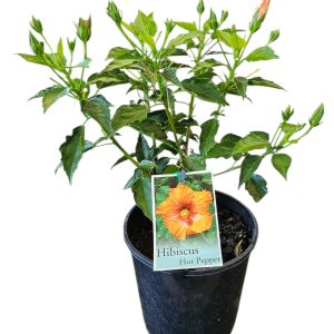 Hibiscus Hot Pepper 180mm