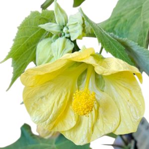 Abutilon Yellow Chinese Lantern 200mm