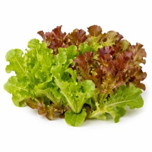 Lettuce Baby Combo – Mixed Lettuce Seedlings Punnet