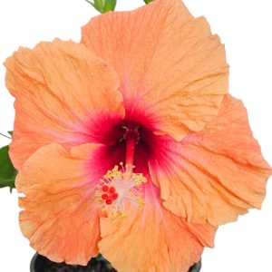 Hibiscus Sunset Ruffle