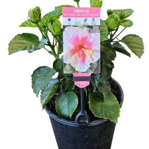 Hibiscus Rio Clara Strawberry Sundae 200mm