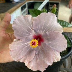 Hibiscus Flamenco Cato 200mm