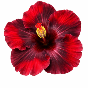 Hibiscus Flamenco ‘Dark Graces’ – Tropical Hibiscus 200mm Pot