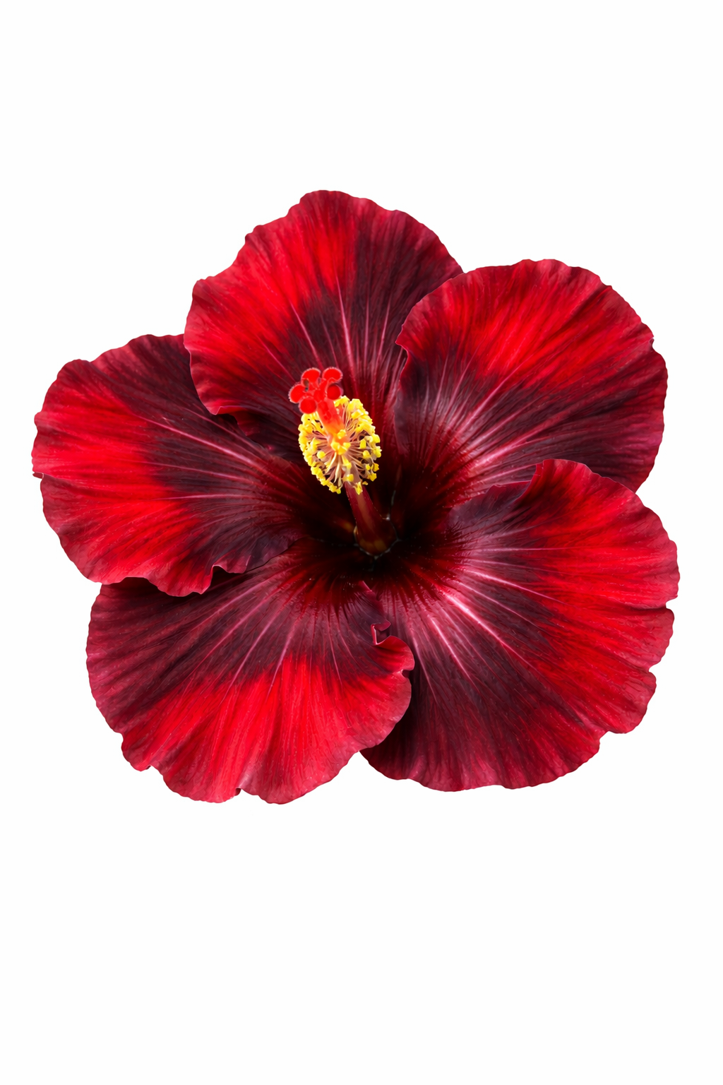 Hibiscus Flamenco ‘Dark Graces’ – Tropical Hibiscus 200mm Pot