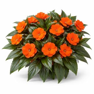EASY COLOUR IMPATIENS NEW GUINEA ORANGE 4 CELL