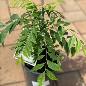 MURRAYA CURRY LEAF TREE 170MM POT