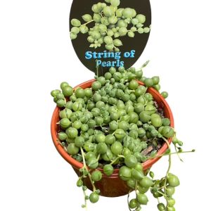 STRING OF PEARLS 10CM