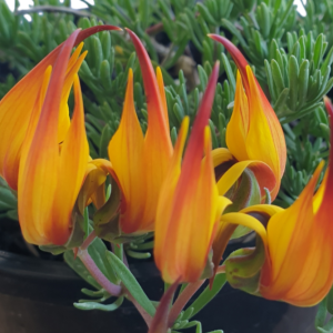 Lotus Gold Flash Hanging Basket 250mm