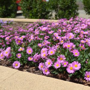 Brachyscome Fresco Candy 140mm