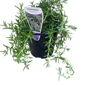 Rosemary prostrate Huntington Carpet 140mm