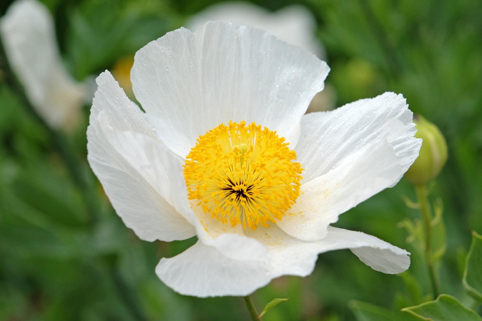 Romneya coulteri Californian Tree Poppy 200mm