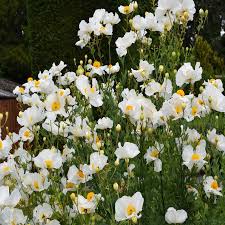 Romneya coulteri Californian Tree Poppy 200mm