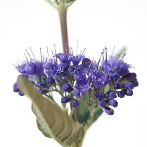 Caryopteris x clandonensis Bluebeard 140mm