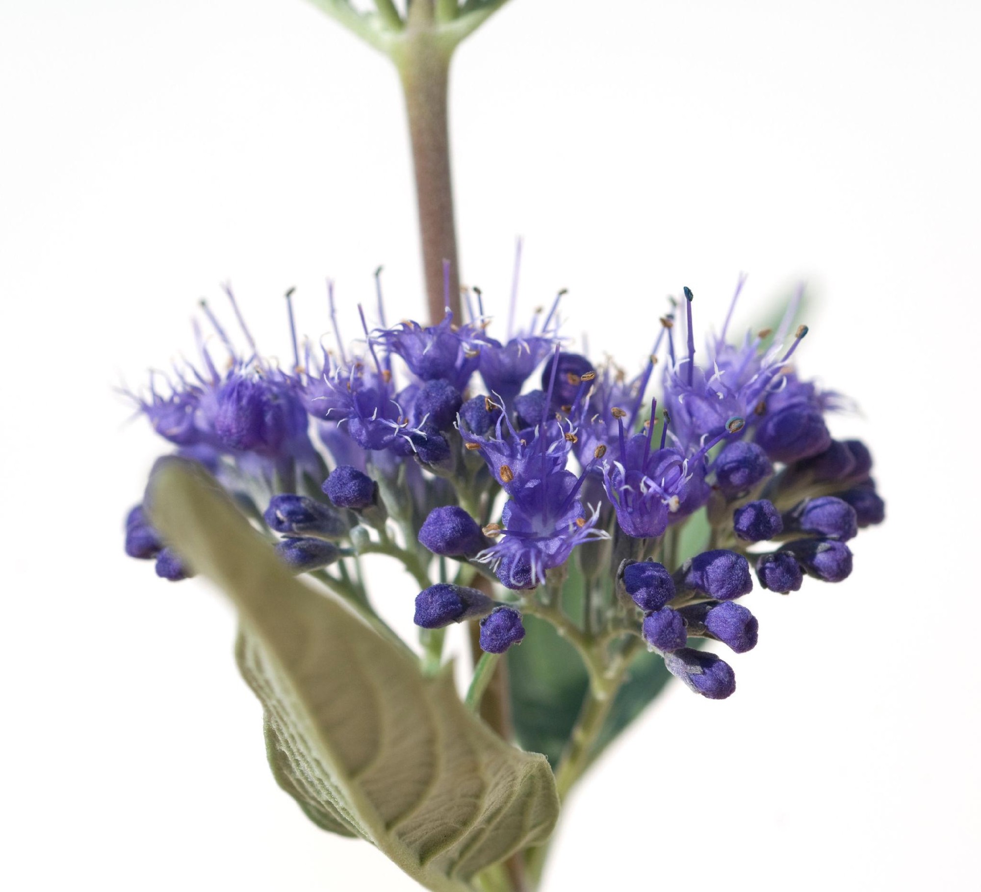 Caryopteris x clandonensis Bluebeard 140mm