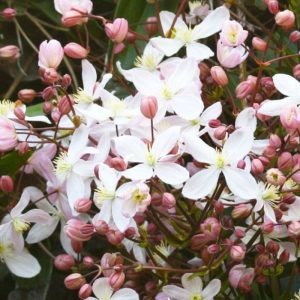 Clematis armandii Apple Blossom Evergreen Clematis 200MM