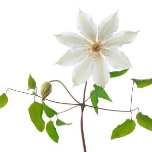 Clematis fasciculiflora Evergreen Clematis 200mm