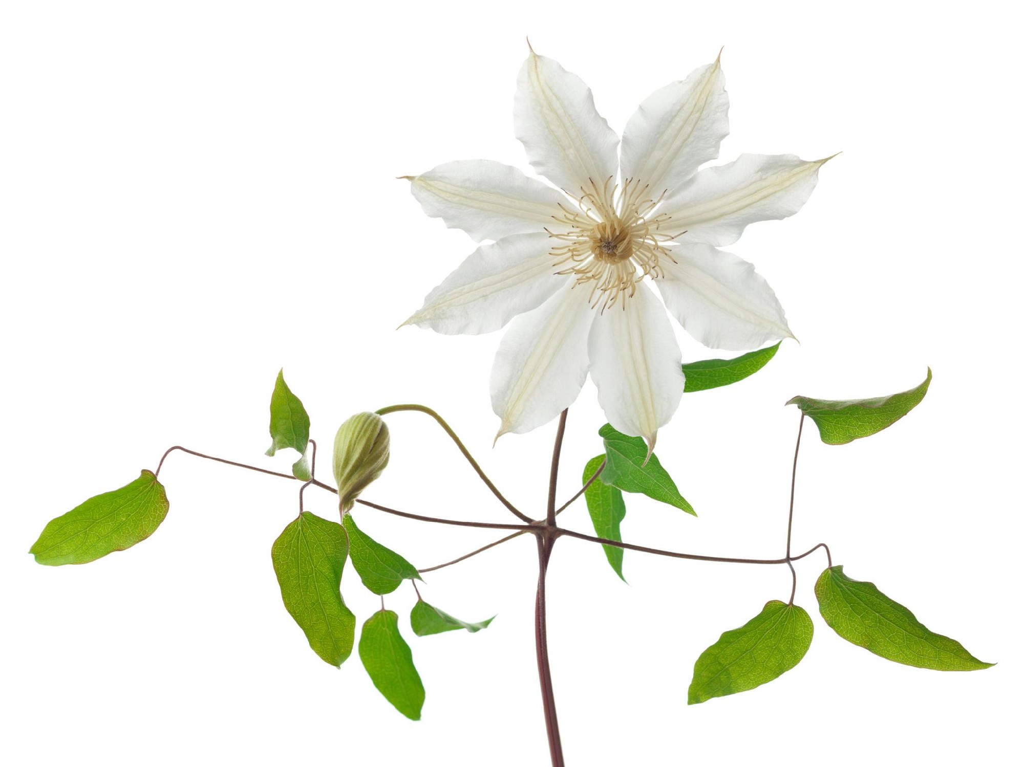 Clematis fasciculiflora Evergreen Clematis 200mm