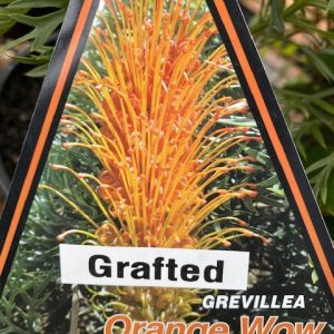 GREVILLEA ORANGE WOW GRAFTED 250MM