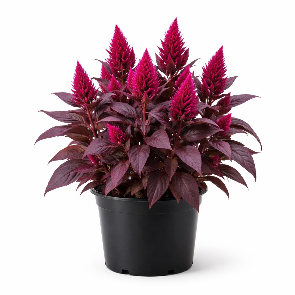 Celosia Bright Spark Burgundy 200mm