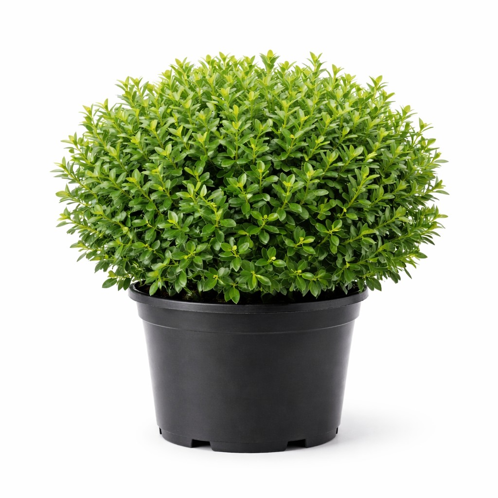 Buxus NewGen® Freedom – Box Hedge 180mm Pot