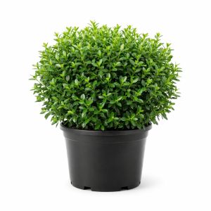Buxus NewGen® Independence – Box Hedge 180mm Pot