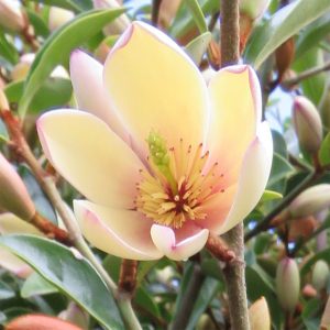 Magnolia Fairy Petite Peach – Compact Magnolia 200mm Pot