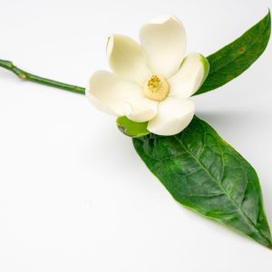 Magnolia grandiflora Sweet & Neat – Compact Evergreen Magnolia 200mm Pot
