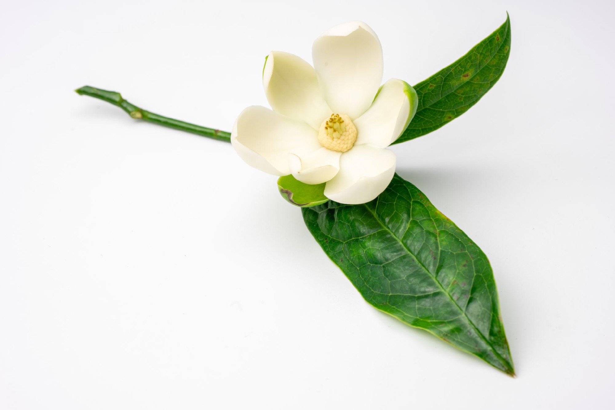 Magnolia grandiflora Sweet & Neat – Compact Evergreen Magnolia 200mm Pot