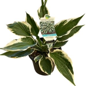 Hosta hybrida Minuteman 170mm Pot