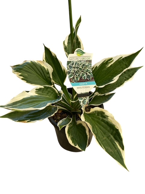 Hosta hybrida Minuteman 170mm Pot