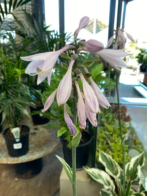 Hosta hybrida Minuteman 170mm Pot