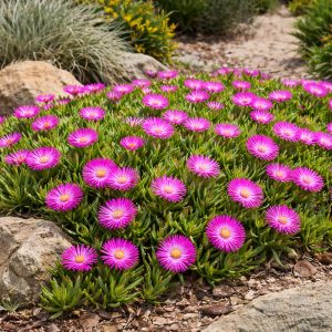 Carpobrotus rossii Native Pigface 140mm pot