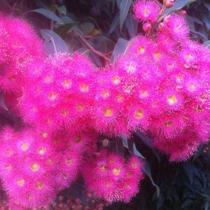 Corymbia Magenta Grafted 140mm