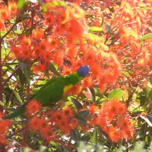 Corymbia Orange Sunset Grafted 140mm