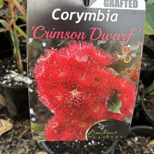 Corymbia Crimson Dwarf Grafted 140mm