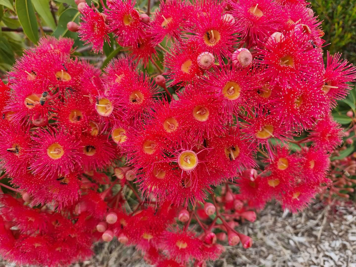 Corymbia Summer Red Grafted 140mm