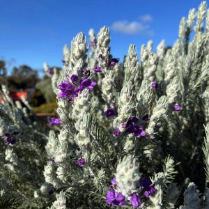 Eremophila waitii Grafted 140mm
