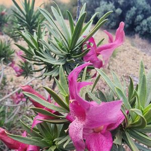 Eremophila miniata Grafted 140mm Pot