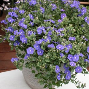 Convolvulus Mauve Rippled Moon 140mm