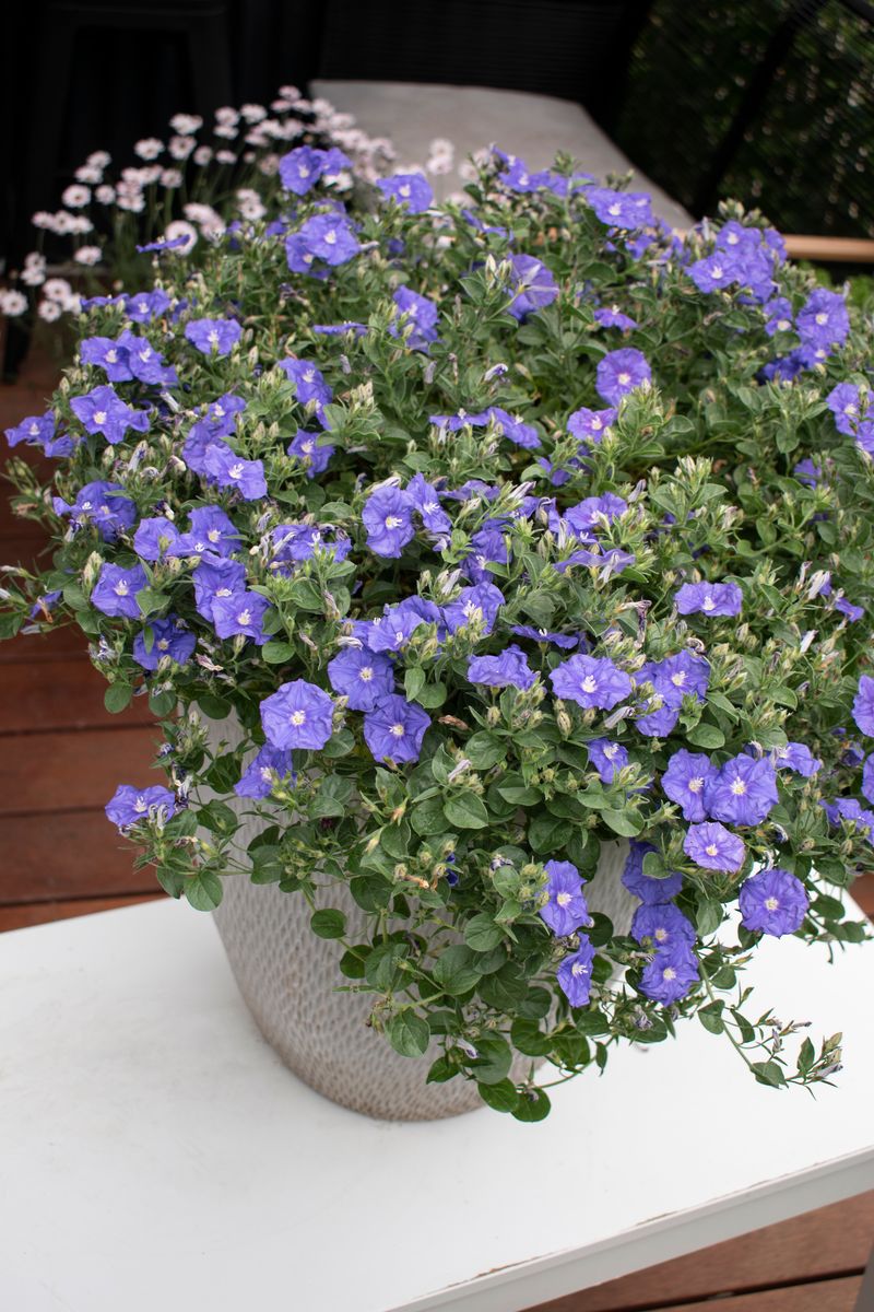 Convolvulus Mauve Rippled Moon 140mm