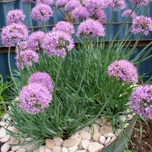 Allium Curly Tops 140mm