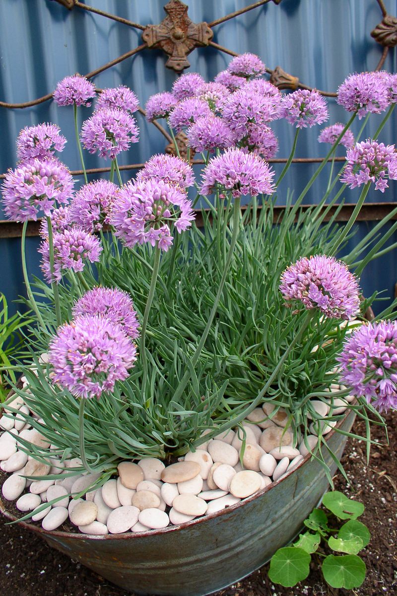 Allium Curly Tops 140mm