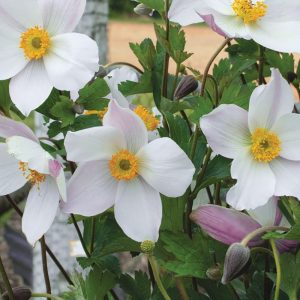 Anemone Dainty Swan 140mm