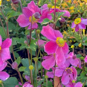 Anemone Rose Satin Doll 140mm