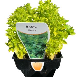 Basil Greek – Greek Basil Herb (100mm Pot)