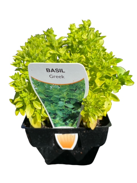 Basil Greek – Greek Basil Herb (100mm Pot)